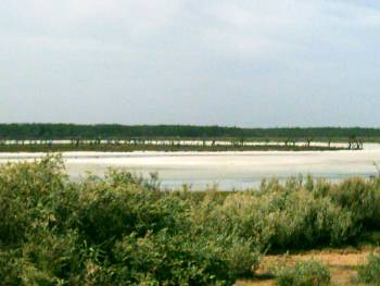 Salzablagerungen im Murray Nationalpark